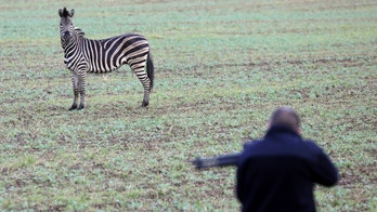 Zebra shot dead after escaping from circus in Germany, causing traffic accident