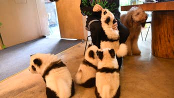 'Panda' cafe in China gets backlash for painting dogs to look like national animal: 'Wrong on so many levels'
