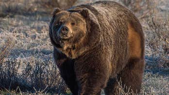 Wyoming's push to delist grizzly from endangered species list faces opposition from anti-hunting group