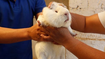 Guinea pig ice cream a hit at Ecuadorian vendor's food stall