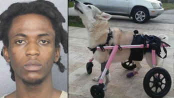 Illegal immigrant arrested in Florida in car theft that left disabled dog, Zorra, dead