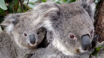 Australian wildfire may have killed hundreds of koalas, burned 4,900 acres of forest