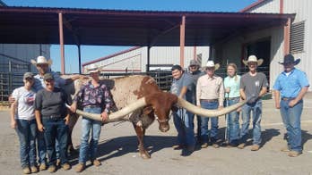 Texas longhorn named Bucklehead breaks world record for horn span: See the pics