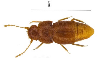 Climate activist Greta Thunberg now has a beetle named after her