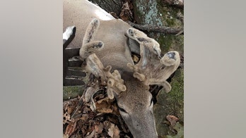 Hunter bags rare antlered doe: 'Deer of a lifetime'