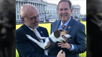 House passes bill to make animal cruelty a federal felony in 'major step to end animal abuse'
