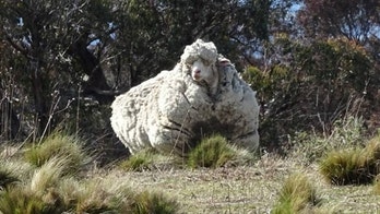 Chris the sheep, known for world-record amount of wool, dies in Australia