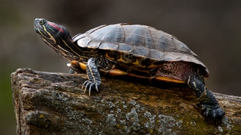 Pet turtles linked to salmonella outbreak across 13 states, CDC says