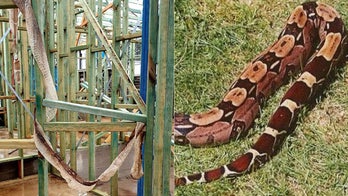Boa constrictor 'at large' in Australian town, 'freshly shed' skin discovered
