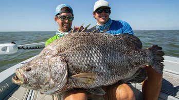 Fishermen catch massive tripletail in Louisiana, find out its 4th largest ever caught