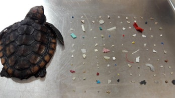Florida sea turtle dead after eating more than 100 pieces of plastic