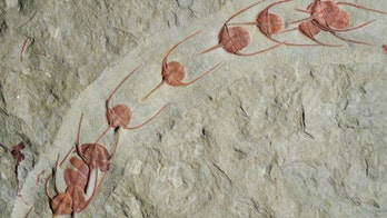 Ancient 'cockroaches of the sea' fossilized while playing 'follow the leader'