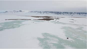 Extreme Arctic snowfall wiped out breeding of animals and plants, study reveals