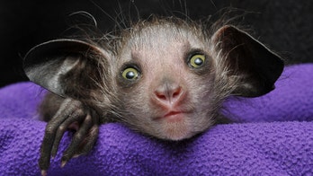 'Omen of Evil' baby aye-aye born in North Carolina