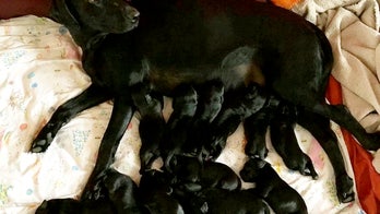 Black Lab gives birth to 13 puppies, shocks owners: 'They were just flying out'