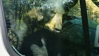 Bear cubs stuck in van freed after honking horn
