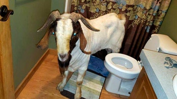 Ohio goat named ‘Big Boy’ breaks into home, found napping in bathroom