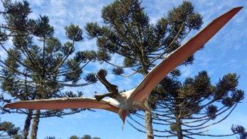 96M-year-old pterosaur nicknamed 'Butch' discovered in Australia