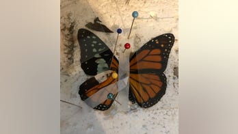 Monarch butterfly receives life-saving wing transplant at zoo, photos reveal