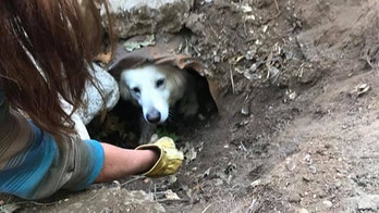 California firefighters save dog stuck in culvert pipe by using treats