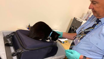 Airport security finds couple's cat stowed away in their luggage