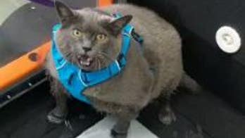 Obese cat embraces workout in new viral video