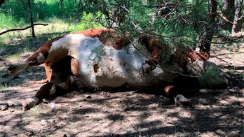 Oregon cow mutilations spark conspiracy theories: 'A lot of people lean toward the aliens'