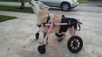 Florida animal rescue groups launch desperate search to find disabled dog stolen with car