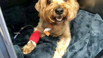 Dog survives after 4-inch BBQ skewer pierces kidney