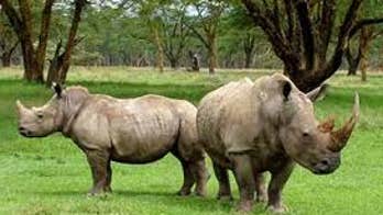 Irish national extradited to US for trafficking rhino horn gets 14 months: DOJ