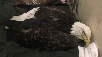 Wisconsin bald eagle had so much lead in system it couldn't hold its head up, rescuers say