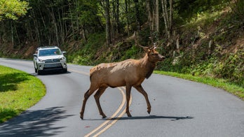 National Park Service warning visitors about aggressive elk: 'Please keep your distance'