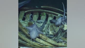 Deep-sea creatures devour whale carcass, photos and video reveal