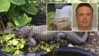 Florida inmate charged with feeding pet iguanas to alligator at sheriff's zoo
