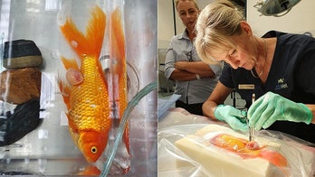 Pet fish survives tumor-removal surgery, back to swimming