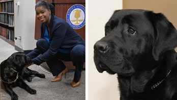 Labrador sworn in at Chicago state's attorney's office as emotional support dog