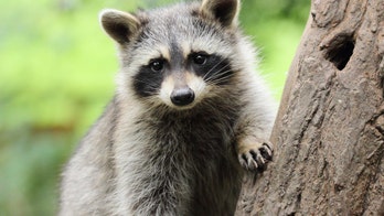 Pumpkin the social media-famous raccoon dies at age 5