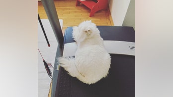 Morbidly obese cat protests underwater treadmill workout in video
