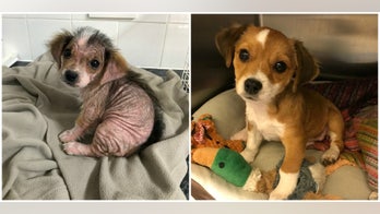 'Amazing' puppy grows back fur after rescue, adoption