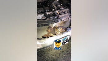 Massachusetts owl survives after being struck by car, trapped in grille