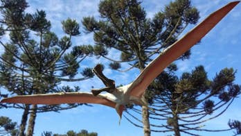 Skeleton of new flying reptile species discovered in Australia