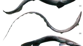 370M-year-old complete shark skeleton found for first time ever