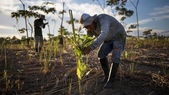 Difficult but rewarding work: Planting trees to aid climate