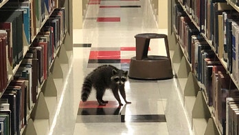 Raccoons take shelter in Arkansas State University library