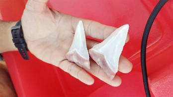 Great white shark bites into scuba diver's kayak, leaves 2 teeth behind