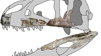 Siamraptor, newly discovered dinosaur, was a ‘shark-toothed’ carnivore