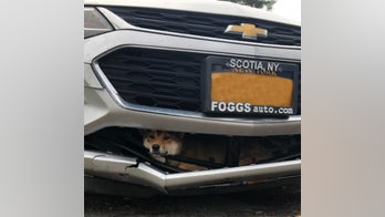Shiba Inu survives being hit by car, stuck in grille for 45-minute ride