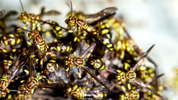 Airbnb renters reportedly terrorized by swarm of wasps while they slept: 'The kids were shrieking and shaking'