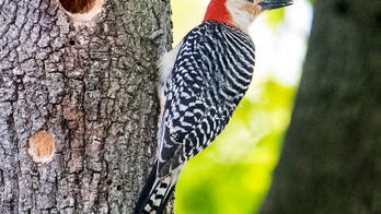 Two-thirds of American birds at risk of extinction, new report claims