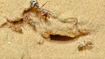 World's fastest ant runs equivalent of 360 mph